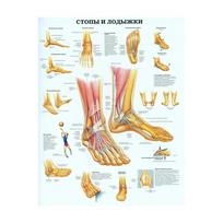 Raumenų sistemos plakatai Šilko audinio anatomijos diagrama Žmogaus kūno mokykla Medicinos mokslai Mokymo reikmenys Namų dekoravimas 20x30cm beige