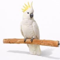 Rododendron Perch - Natural Perch for Medium and Large Parrots