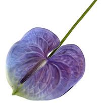Daugiaspalvis dirbtinis mažas anturis 61cm Realus prisilietimas Imitacinis augalas Minkštas guminis fotografijos rekvizitas Dirbtinė gėlė Namų dekoracija violetinė