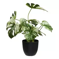 Dekoratyvinis augalas Monstera, 26 x 26 x 41 cm