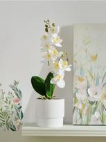 Sinsay - Dirbtinė dekoratyvinė orchidėja vazonėlyje - balta