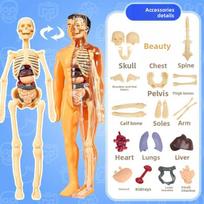 3D Human Body Torso Model Designed For Kid Anatomy Skeleton Removable Simulation Organ Plus Skeleton Detachable Bone Body Models Latest oranžinė