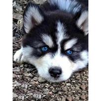 Naujas 5D „pasidaryk pats“ deimantinis piešimas „Husky“ deimantinis siuvinėjimas Gyvūnų siuvinėjimas kryželiu, pilnas kvadratas, apvalus grąžtas, amatai namų dekoro rankinis dovana Full Round 20x30CM gray