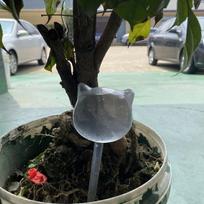 Automatinė lašelinio laistymo sistema Automatinis augalų laistymas Gėlės Vidaus Sodininkystė Buitinis plastikinis laistymo butelis šiltnamiui cat gray