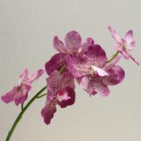 Modeliuotos gėlių puokštės svetainės TV spintelės dekoravimui Phalaenopsis dirbtinės gėlės rožinė/violetinė