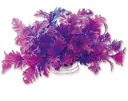 Folijos augalas 10cm 1f21 Happet