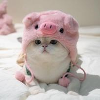 Juokinga katės kepurė meškiuko pliušinis galvos uždangalas miela katė šuo megzta šilta galvos danga naminio gyvūno kepurė kačiukas šuniukas cosplay kostiumo aksesuarai gray