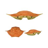 Funny Design Crab Mask 3D Printed Prank Prop Crab Shell Prank Swimming Crab Mask  Halloween 12cm