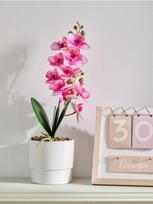 Sinsay - Dirbtinė dekoratyvinė orchidėja vazonėlyje - rausva