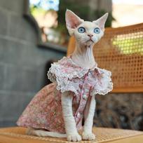Floral Lace Sleeveless Cotton Dress for Sphynx Summer Pink Suspended  Skirt For Female Cats Soft Coat for Devon Rex in Spring S