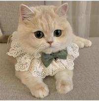 Ragdoll kačiuko vasarinė princesės suknelė su apykakle ir kaklaskare Extra Small beige