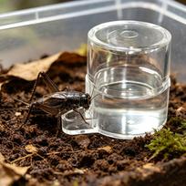 6PCS Jumping Spider Water Dispenser Transparent Acrylic Food Dish Reptile Feeding Dish black