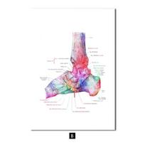 Šiuolaikinės spalvos Žmogaus anatomija Diagrama Medicininis skeletas Struktūra Pėdos Plakatas Šiaurės šalių drobė Mokomoji dekoratyvinė tapyba Sienų dailė 30x40cm No Frame white