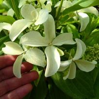 Šluotelinė hortenzija Great Star® (lot. Hydrangea paniculata „Le Vasterival“) - 3L