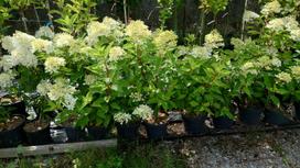 Šluotelinė hortenzija Phantom® (lot. Hydrangea paniculata „Phantom“) - 5L