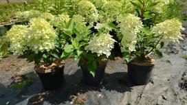 Šluotelinė hortenzija Phantom® (lot. Hydrangea paniculata „Phantom“) - 3L