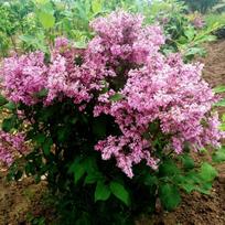 Alyvos kanadinės Preston „Royalty” (lot. Syringa x prestoniae „Royalty”)