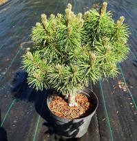 Pušis kalninė „Fructata“ (lot. Pinus mugo „Fructata“)