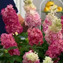 Šluotelinė hortenzija Mega Mindy® (lot. Hydrangea paniculata „ILVOMindy“)