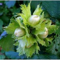 Žalialapiai lazdynai „Pervenec“ (lot. Corylus „Pervenec“). Dauginti atlankomis. Vazone.