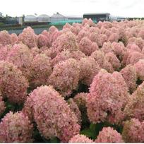 Šluotelinė hortenzija Magical Sweet Summer® (lot. Hydrangea paniculata „Magical Sweet Summer“)