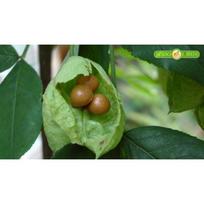 Plunksnalapis lekėčius (lot. Staphylea pinnata L.) Šaknys hidrogelyje