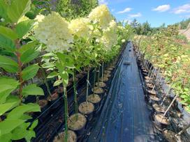 Šluotelinė hortenzija ant stiebo Limelight® (lot. Hydrangea paniculata „Limelight“) - 80 cm