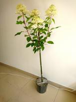 Šluotelinė hortenzija ant stiebo Phantom® (lot. Hydrangea paniculata „Phantom“) - 100 cm
