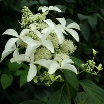 Šluotelinė hortenzija ant stiebo Great Star® (lot. Hydrangea paniculata „Le Vasterival“) - 70 cm