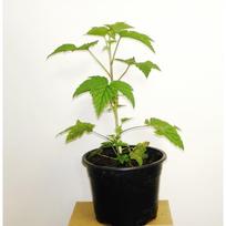 Juodasis serbentas „Jadrionaja“ (lot. Ribes nigrum „Jadrionaja“). 1.5 L vazone.
