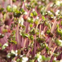Violetinių lapinių kopūstų Purple Kale Microleaf sėklos mikrožalumynams, 100g