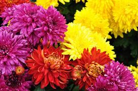 Lauko augalas chrizantema, Ø 19, 43 cm, lot. CHRYSANTHEMUM