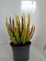 Vienmetė gėlė, viržis "Skyline Trio", vazono skersmuo 17 cm.