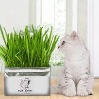 Naminių kačių žolė be dirvožemio hidroponinis sėklų auginimas burnos ertmės valymui Rye grass