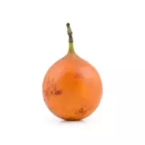 Persikinė pasiflora, 1 vnt