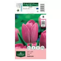 AGRONOM TULPĖS TRIUMPH ROSE 170167