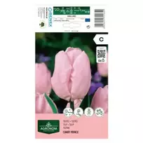 AGRONOM TULPĖS CANDY PRINCE 1701640