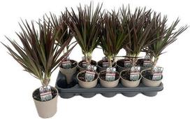 Kambarinis augalas, dracena "Magenta", vazonėlio skersmuo 12 cm.