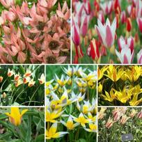 Botaninių tulpių MIX, 100 vnt.