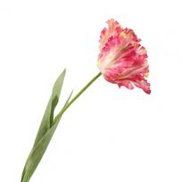 Realistic Simulated Flowers Lifelike Artificial Tulips Realistic Artificial Tulip Flowers for Home Office Decor Long for Wedding rožinė raudona spalva
