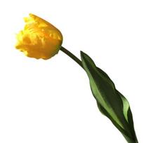 Artificial Tulip Flowers Real Touch Long Stem Tulip Bouquet with Leaves for Wedding Bouquet Spring Floral Arrangement Home Table Vase Decor geltona