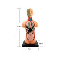 Žmogaus liemens kūno modelis Anatomija Anatominis Medicininis Vidiniai organai Mokymui