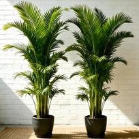 Dirbtinė palmių medelė 80-90cm, Dirbtinis tropinis augalas, Dideli netikri palmių lapai namų ir lauko dekoravimui 90cm（without pot） black