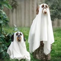 Breathable Dog Ghost Cape Scary Soft Halloween Ghost Dog Costume Decorative Cat Halloween Capes Photo Props balta