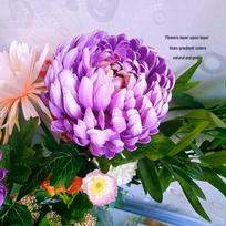 Gailardija Chrizantema Dirbtinės Ir Didelės Bijūnų Gėlės Namų Dekoro Ir Fotografijos Rekvizitams Gradient purple african daisy