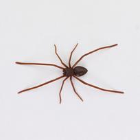 Helovino namų dekoras Voras Piktas Linksmas Draugas Dovana Linksmas Naujoviškas Magnetinis Šaldytuvo Priedas Voras Magnetas Namų Dekoro Priedai white