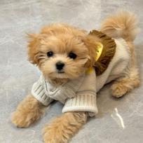 Pet Dog Sweater Small Breeds Winter Lion Mane Style Teddy Bichon Schnauzer Puppy Knit Jumper S Back Length 24cm, Fit 3-4kg beige