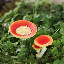 Ground Stake Bird Feeder Food Container Mushroom Ornament Easy to Use Lightweight red