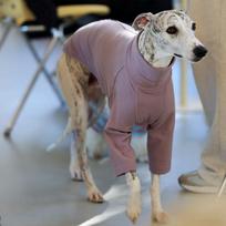 Pavasarinė Rudeninė Šuns Liemenė Striukė Dideliems Šunims Whippet Italų Kurtas Dobermanas Drabužiai Šuns Vėžliukas 2-kojų Gobtuvai S gray