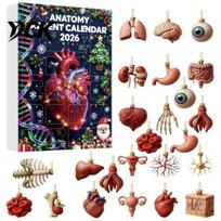 Akrilinės anatominės figūrėlės Anatomija Advento kalendoriai 2026, 24 dienos Organų papuošalai Kalėdų atgalinės atskaitos kalendorius, 2D Mokslo šventinė dėžutė Žmogaus A black